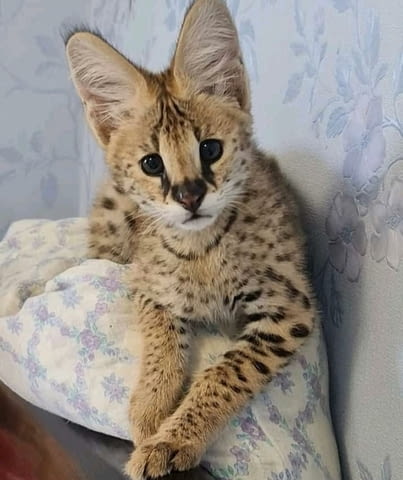 Предлагат се малки сервали Bengal, 3 Months, Vaccine - Yes - city of Sofia | Cats - снимка 2
