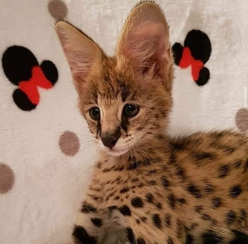 Предлагат се малки сервали Bengal, 3 Months, Vaccine - Yes - city of Sofia | Cats - снимка 3