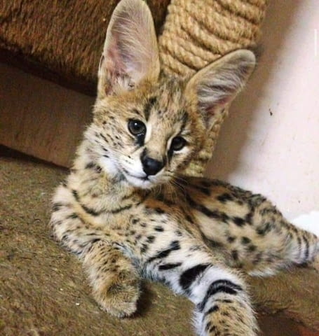 Предлагат се малки сервали Bengal, 3 Months, Vaccine - Yes - city of Sofia | Cats - снимка 4