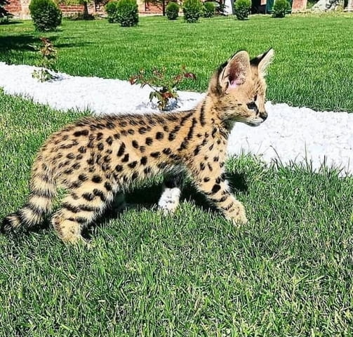 Предлагат се малки сервали Bengal, 3 Months, Vaccine - Yes - city of Sofia | Cats - снимка 5