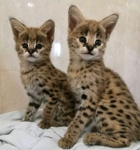 Предлагат се малки сервали Bengal, 3 Months, Vaccine - Yes - city of Sofia | Cats - снимка 6