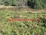 Пацел в регулация в село Белица