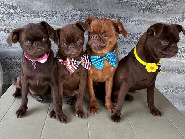 Chocolate Brussel Griffon Petit Brabançon (Smooth Brussel Griffon) кученца - снимка 1