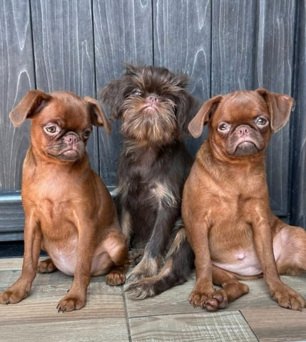 Chocolate Brussel Griffon Petit Brabançon (Smooth Brussel Griffon) кученца - снимка 2