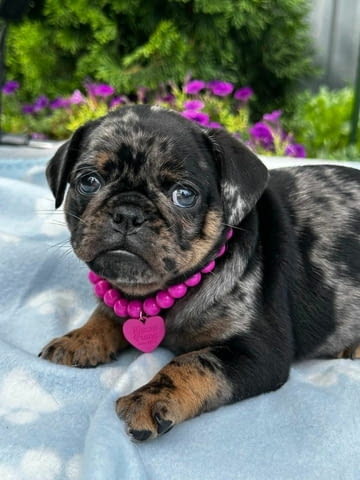 Chocolate Brussel Griffon Petit Brabançon (Smooth Brussel Griffon) кученца - снимка 3