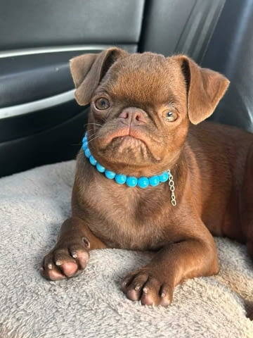 Chocolate Brussel Griffon Petit Brabançon (Smooth Brussel Griffon) кученца - снимка 5