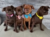 Chocolate Brussel Griffon Petit Brabançon (Smooth Brussel Griffon) кученца