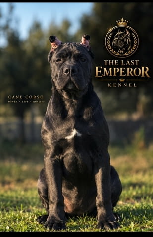 Cane Corso женско кученце Канекорсо, Ваксинирано - Да, Обезпаразитено - Да - град Извън България | Кучета - снимка 1