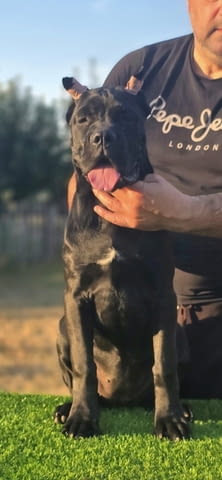 Cane Corso женско кученце Канекорсо, Ваксинирано - Да, Обезпаразитено - Да - град Извън България | Кучета - снимка 2