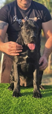 Cane Corso женско кученце Канекорсо, Ваксинирано - Да, Обезпаразитено - Да - град Извън България | Кучета - снимка 3