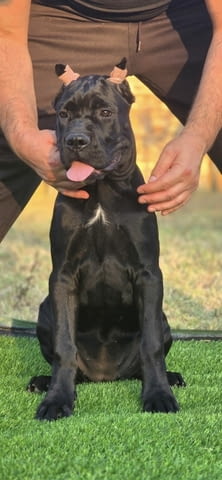 Cane Corso женско кученце Канекорсо, Ваксинирано - Да, Обезпаразитено - Да - град Извън България | Кучета - снимка 4