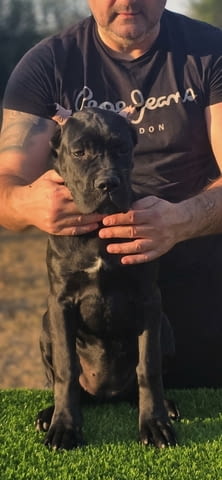 Cane Corso женско кученце Канекорсо, Ваксинирано - Да, Обезпаразитено - Да - град Извън България | Кучета - снимка 5