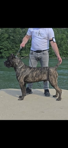 Cane Corso женско кученце Канекорсо, Ваксинирано - Да, Обезпаразитено - Да - град Извън България | Кучета - снимка 6