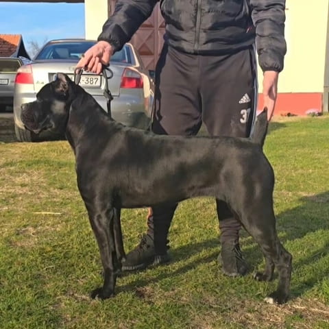 Cane Corso женско кученце Канекорсо, Ваксинирано - Да, Обезпаразитено - Да - град Извън България | Кучета - снимка 7