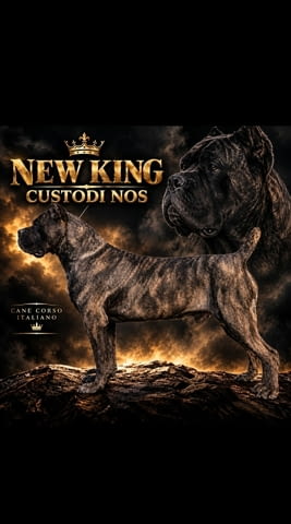 Cane Corso женско кученце Канекорсо, Ваксинирано - Да, Обезпаразитено - Да - град Извън България | Кучета - снимка 8