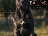 Cane Corso женско кученце