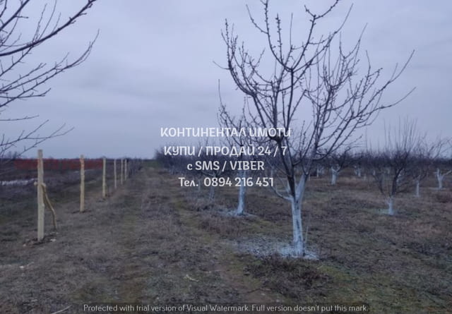 Код 62767. кодг.62767. Овощна градина - череши 5500м2 с добра перспектива и за промишлен имот, склад - снимка 3