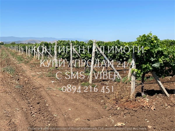 Код 70072. 20дка, перфектно отгледано десертно лозе на 10 год., сортове Палери и Блек, с капково напо - снимка 1