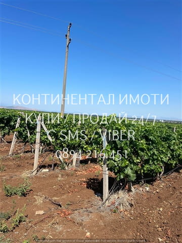 Код 70072. 20дка, перфектно отгледано десертно лозе на 10 год., сортове Палери и Блек, с капково напо - снимка 2