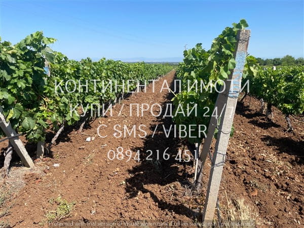 Код 70072. 20дка, перфектно отгледано десертно лозе на 10 год., сортове Палери и Блек, с капково напо - снимка 3