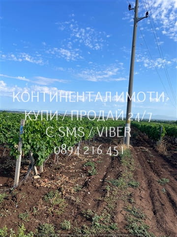 Код 70072. 20дка, перфектно отгледано десертно лозе на 10 год., сортове Палери и Блек, с капково напо - снимка 4