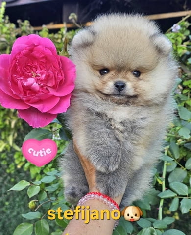 Померан BOO мечета, кученца померански шпиц Pomeranian, Vaccinated - Yes, Dewormed - Yes - city of Izvun Bulgaria | Dogs - снимка 1