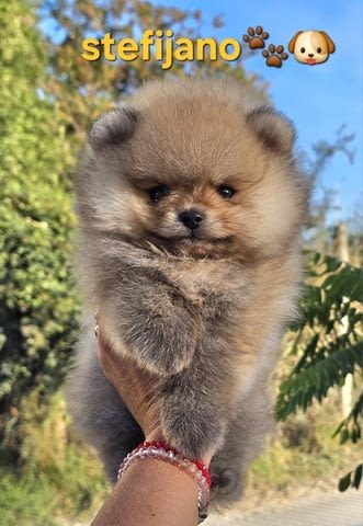 Померан BOO мечета, кученца померански шпиц Pomeranian, Vaccinated - Yes, Dewormed - Yes - city of Izvun Bulgaria | Dogs - снимка 2