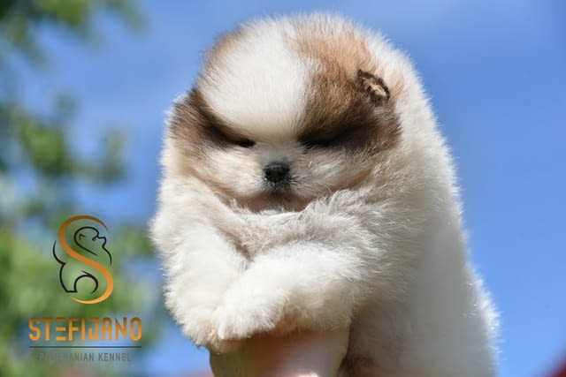 Померан BOO мечета, кученца померански шпиц Pomeranian, Vaccinated - Yes, Dewormed - Yes - city of Izvun Bulgaria | Dogs - снимка 4