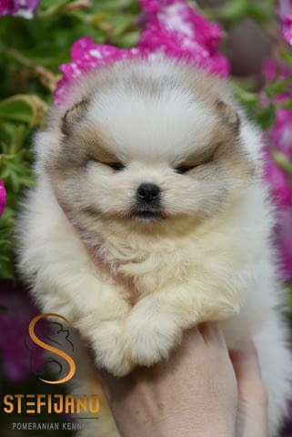Померан BOO мечета, кученца померански шпиц Pomeranian, Vaccinated - Yes, Dewormed - Yes - city of Izvun Bulgaria | Dogs - снимка 5