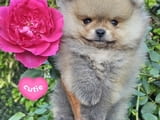Померан BOO мечета, кученца померански шпиц