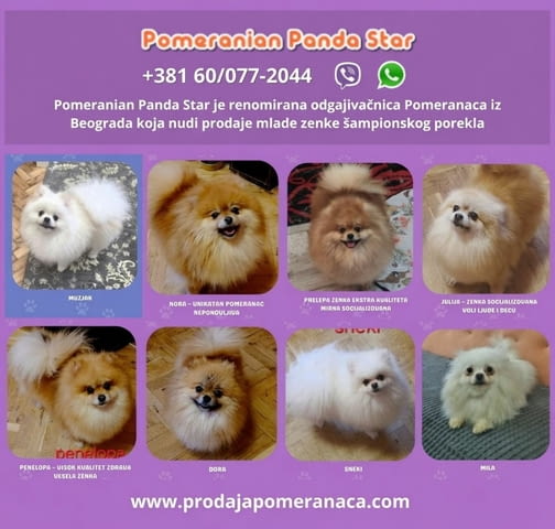 Померански кучета за продажба Pomeranian, Vaccinated - Yes, Dewormed - Yes - city of Izvun Bulgaria | Dogs