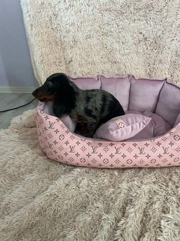Дългокосмести джудже дакели с цвят мерл Longhair Dachshund, 2 Months, Vaccinated - Yes - city of Izvun Bulgaria | Dogs - снимка 1