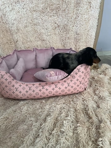 Дългокосмести джудже дакели с цвят мерл Longhair Dachshund, 2 Months, Vaccinated - Yes - city of Izvun Bulgaria | Dogs - снимка 2