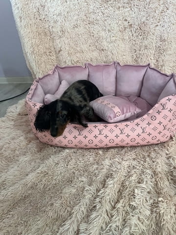 Дългокосмести джудже дакели с цвят мерл Longhair Dachshund, 2 Months, Vaccinated - Yes - city of Izvun Bulgaria | Dogs - снимка 3