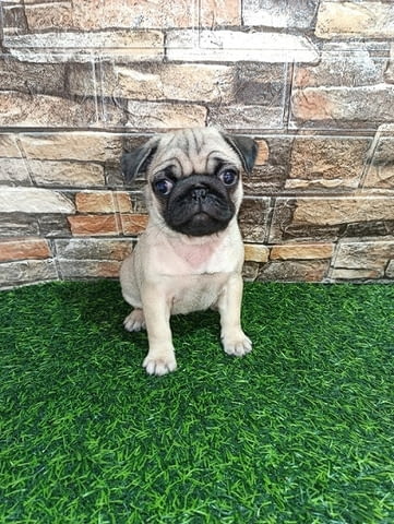 Кученце мопс женско Pug, 3 Months, Vaccinated - Yes - city of Izvun Bulgaria | Dogs - снимка 1