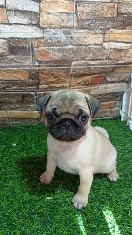 Кученце мопс женско Pug, 3 Months, Vaccinated - Yes - city of Izvun Bulgaria | Dogs - снимка 2