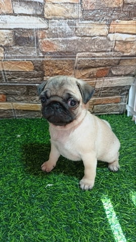 Кученце мопс женско Pug, 3 Months, Vaccinated - Yes - city of Izvun Bulgaria | Dogs - снимка 3