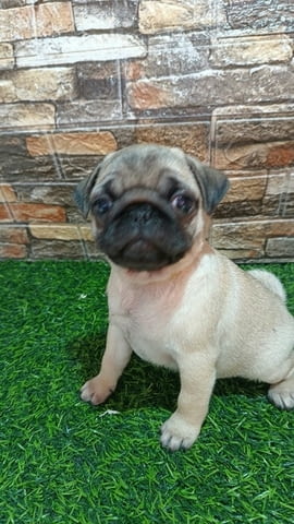 Кученце мопс женско Pug, 3 Months, Vaccinated - Yes - city of Izvun Bulgaria | Dogs - снимка 4