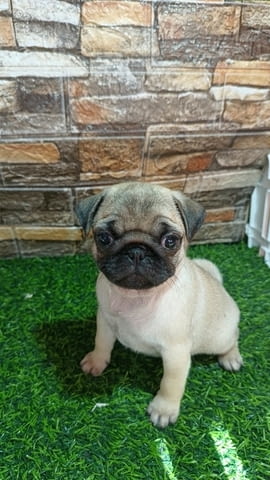 Кученце мопс женско Pug, 3 Months, Vaccinated - Yes - city of Izvun Bulgaria | Dogs - снимка 5