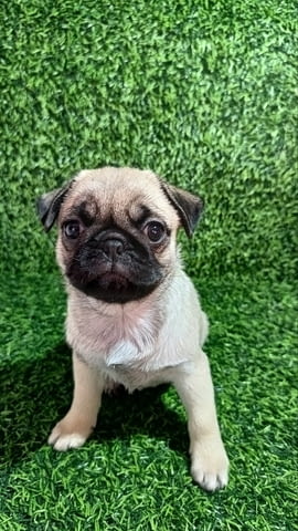 Кученце мопс женско Pug, 3 Months, Vaccinated - Yes - city of Izvun Bulgaria | Dogs - снимка 6