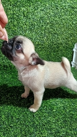 Кученце мопс женско Pug, 3 Months, Vaccinated - Yes - city of Izvun Bulgaria | Dogs - снимка 7