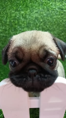 Кученце мопс женско Pug, 3 Months, Vaccinated - Yes - city of Izvun Bulgaria | Dogs - снимка 8