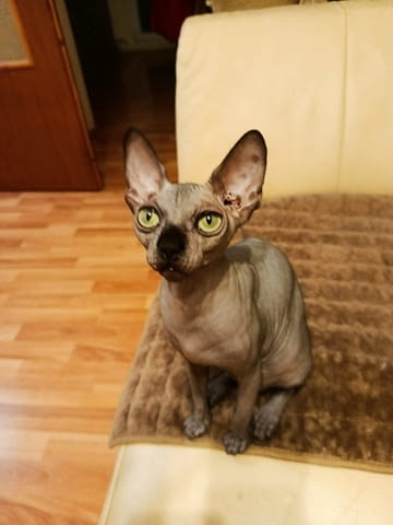 Sphynx котенца Sphinx, Vaccine - Yes, Dewormed - Yes - city of Izvun Bulgaria | Cats - снимка 1