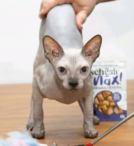 Sphynx котенца Sphinx, Vaccine - Yes, Dewormed - Yes - city of Izvun Bulgaria | Cats - снимка 2