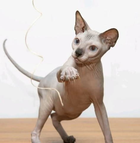 Sphynx котенца Sphinx, Vaccine - Yes, Dewormed - Yes - city of Izvun Bulgaria | Cats - снимка 3