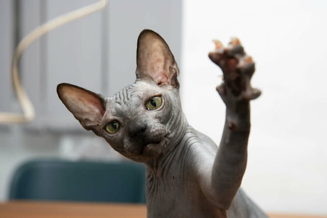 Sphynx котенца Sphinx, Vaccine - Yes, Dewormed - Yes - city of Izvun Bulgaria | Cats - снимка 4