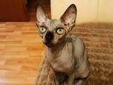 Sphynx котенца