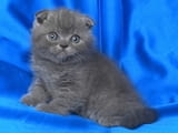 Шотландски клепоухи котенца