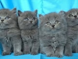 Чистокръвни Британски късокосмести котенца