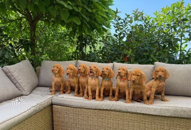 Унгарска визла Hungarian Shorthair Vizla, 3 Months, Vaccinated - Yes - city of Varna | Dogs - снимка 1